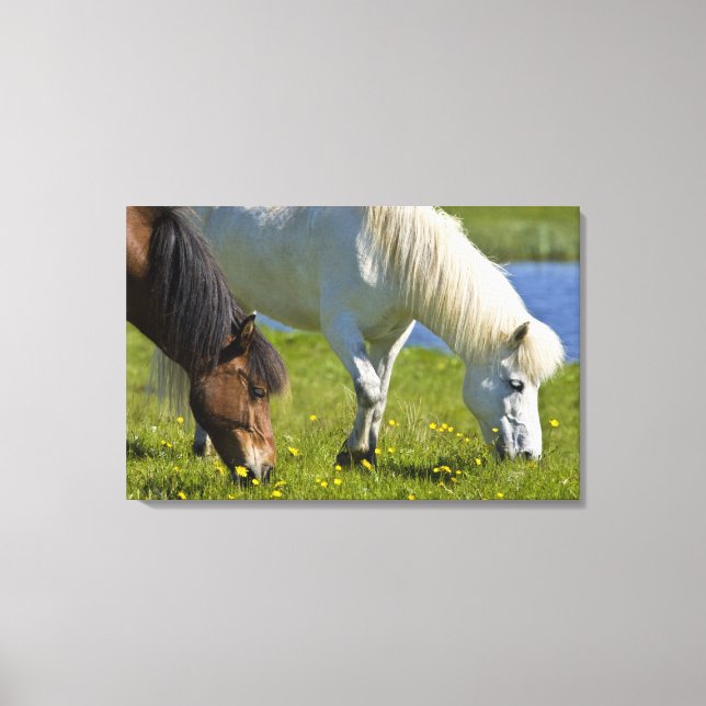 Icelandic Horses in western Iceland. Canvas Print (Front)