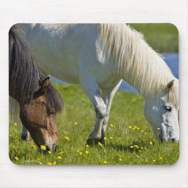 Icelandic Horses in western Iceland. Mouse Pad (Front)