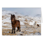 Icelandic Horses in Winter (Front Horizontal)