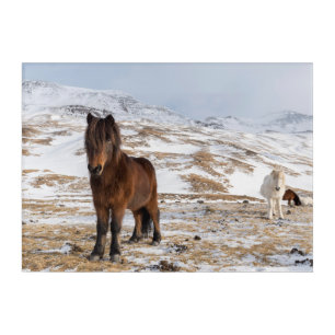 Icelandic Horses in Winter Acrylic Print