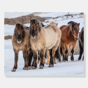 Icelandic Horses in Winter Near Hofn, Iceland Foam Board