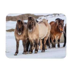 Icelandic Horses in Winter Near Hofn, Iceland Magnet