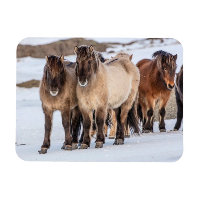 Icelandic Horses in Winter Near Hofn, Iceland Magnet (Horizontal)