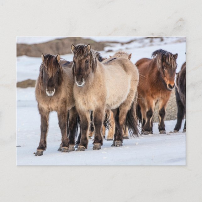 Icelandic Horses in Winter Near Hofn, Iceland Postcard (Front)