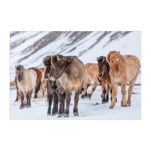 Icelandic Horses in Winter Pasture Near Hofn Acrylic Print