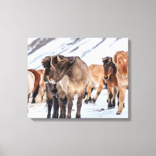 Icelandic Horses in Winter Pasture Near Hofn Canvas Print