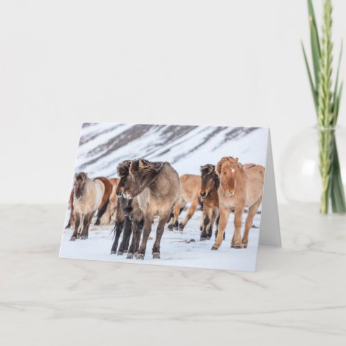 Icelandic Horses in Winter Pasture Near Hofn Card