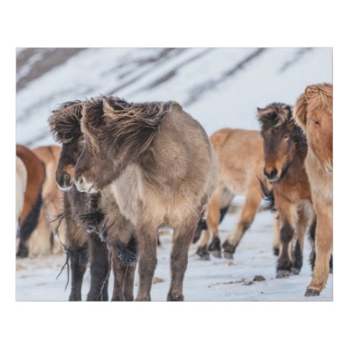 Icelandic Horses in Winter Pasture Near Hofn Faux Canvas Print
