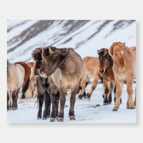 Icelandic Horses in Winter Pasture Near Hofn Foam Board