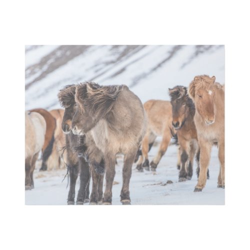 Icelandic Horses in Winter Pasture Near Hofn Gallery Wrap