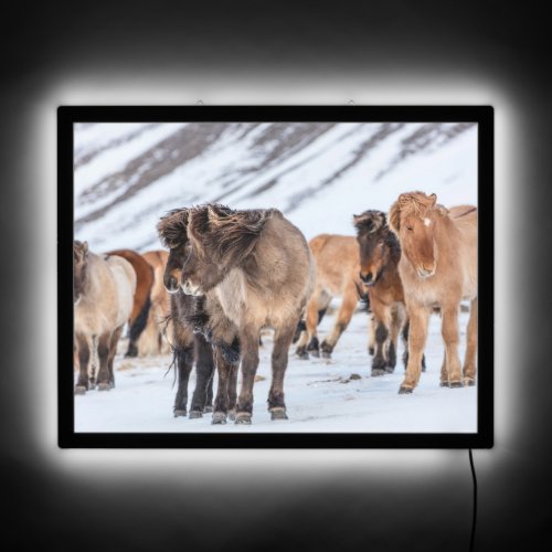 Icelandic Horses in Winter Pasture Near Hofn LED Sign