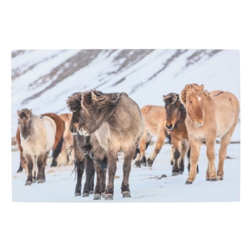 Icelandic Horses in Winter Pasture Near Hofn Metal Print