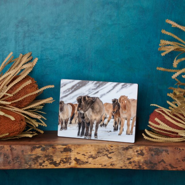Icelandic Horses in Winter Pasture Near Hofn Plaque (Side)
