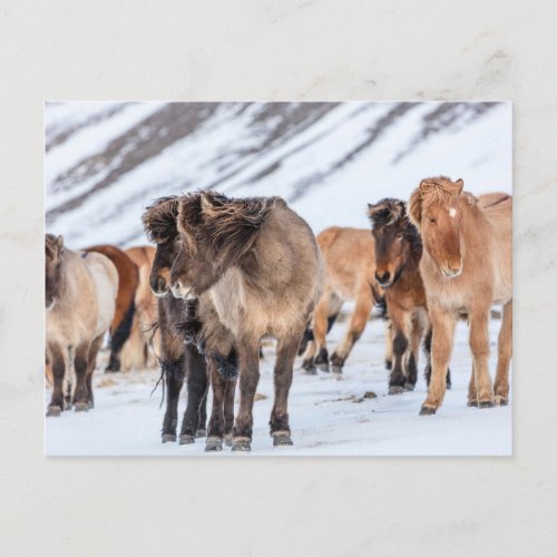 Icelandic Horses in Winter Pasture Near Hofn Postcard