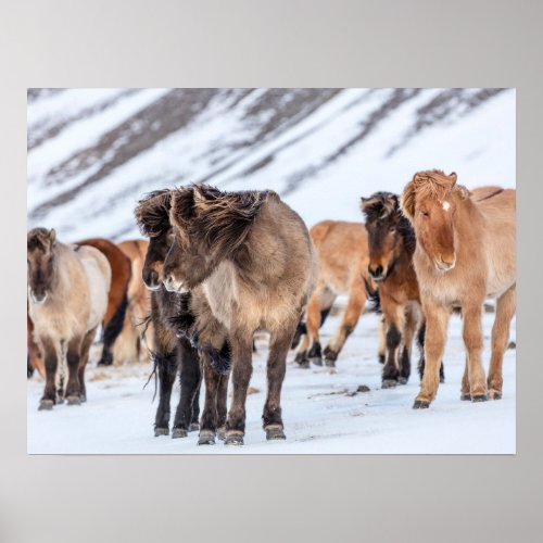 Icelandic Horses in Winter Pasture Near Hofn Poster