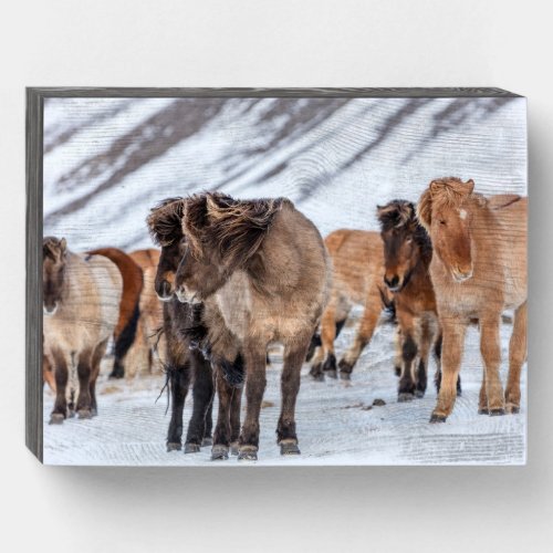 Icelandic Horses in Winter Pasture Near Hofn Wooden Box Sign