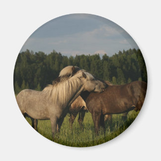 Icelandic horses magnet