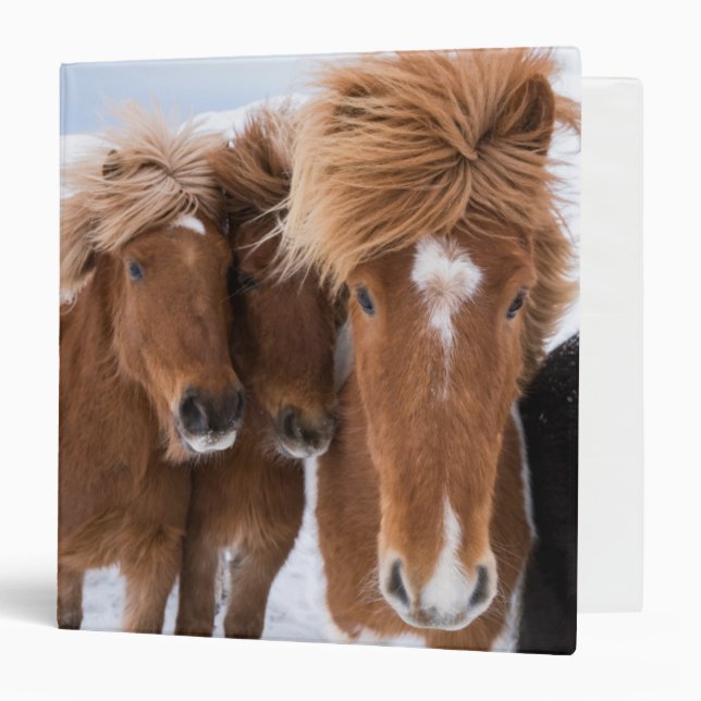 Icelandic Horses nuzzle, Iceland 3 Ring Binder (Front/Inside)