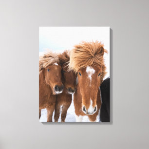 Icelandic Horses nuzzle, Iceland Canvas Print