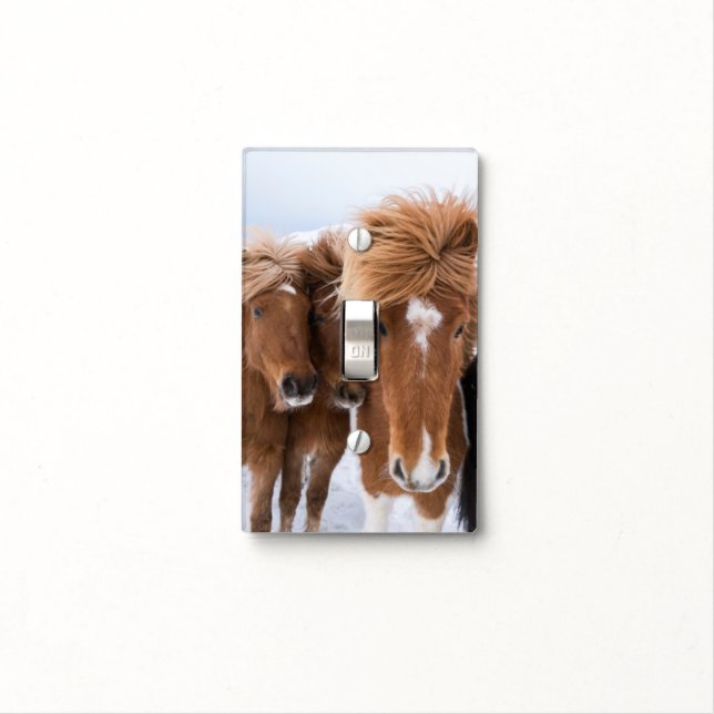 Icelandic Horses nuzzle, Iceland Light Switch Cover (In Situ)