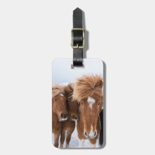 Icelandic Horses nuzzle, Iceland Luggage Tag