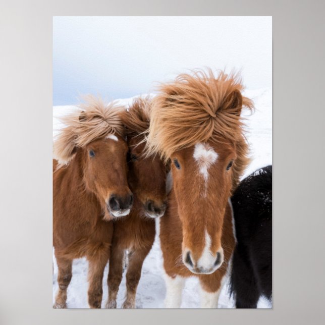 Icelandic Horses nuzzle, Iceland Poster (Front)
