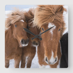 Icelandic Horses nuzzle, Iceland Square Wall Clock