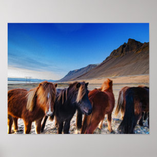 Icelandic horses oil painting poster