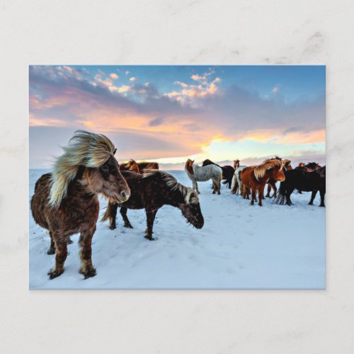 Icelandic Horses Postcard