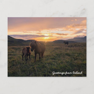 Icelandic horses - postcard