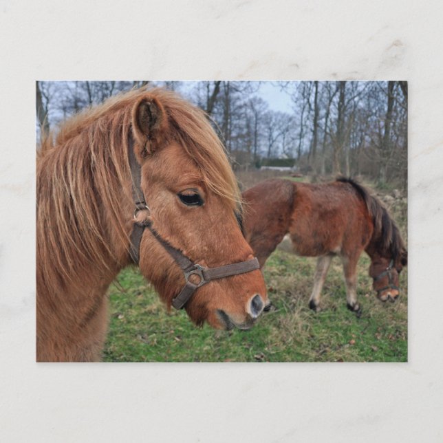 Icelandic horses postcard (Front)