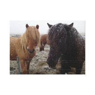 Icelandic Ponies, Iceland horses in snow CANVAS
