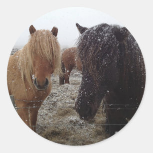 Icelandic Ponies, Iceland horses in snow gifts Classic Round Sticker