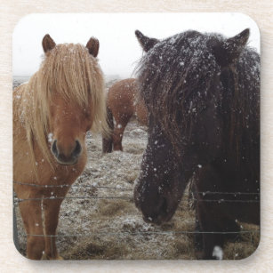 Icelandic Ponies, Iceland horses in snow gifts Drink Coaster