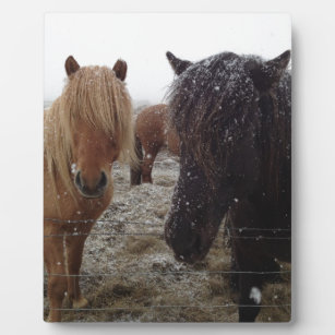 Icelandic Ponies, Iceland horses in snow gifts Plaque