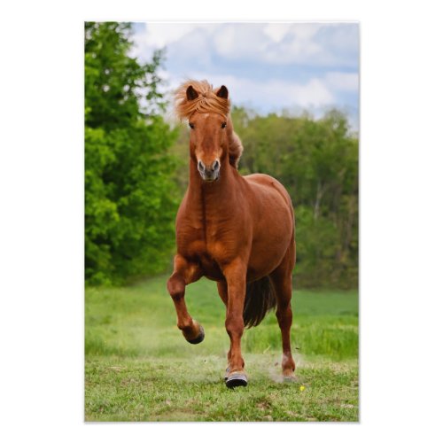 Icelandic Pony at a Tlt Funny For Horse Lovers _ Photo Print