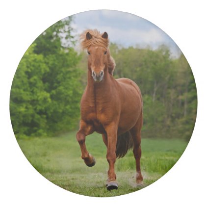 Icelandic Pony at a Tölt Funny Photo Horse Lovers Eraser