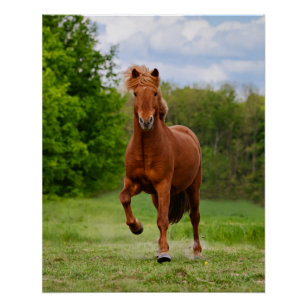 Icelandic Pony at a Tölt Funny Photo Horse Lovers Poster