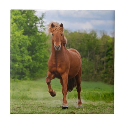 Icelandic Pony at a T&#246;lt Funny Photo Horse Lovers Tile