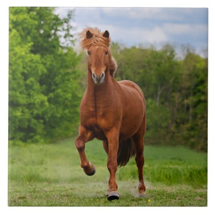 Icelandic Pony runs T&#246;lt Funny Photo Horse Lovers Tile