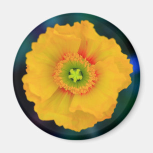 Icelandic Poppy Magnet