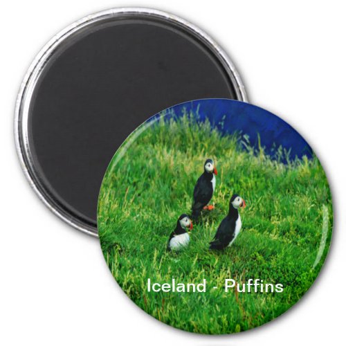 Icelandic Puffins Magnet