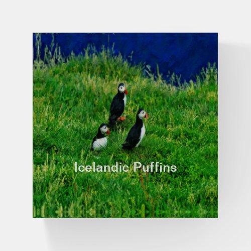 Icelandic Puffins Paperweight