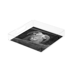 Icelandic sheep - acrylic tray
