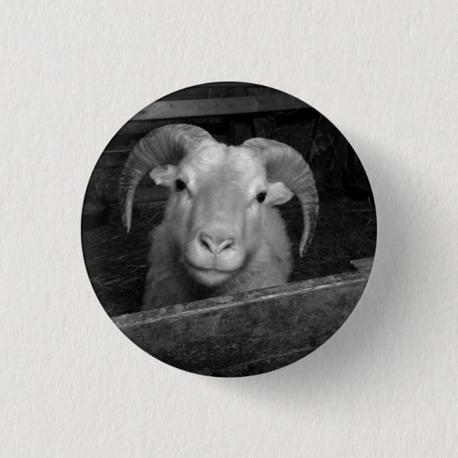 Icelandic sheep button (Front)