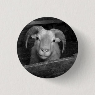 Icelandic sheep button