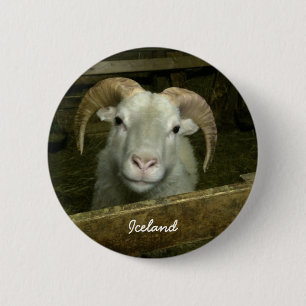 Icelandic sheep button