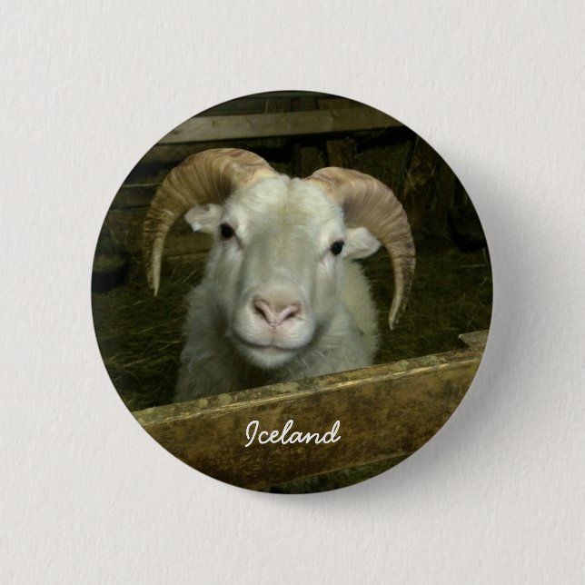 Icelandic sheep button (Front)