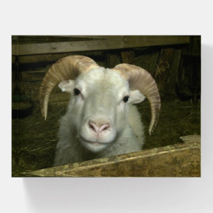 Icelandic sheep - paperweight