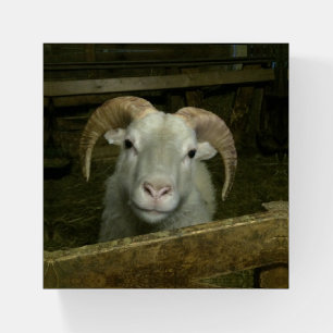 Icelandic sheep - paperweight
